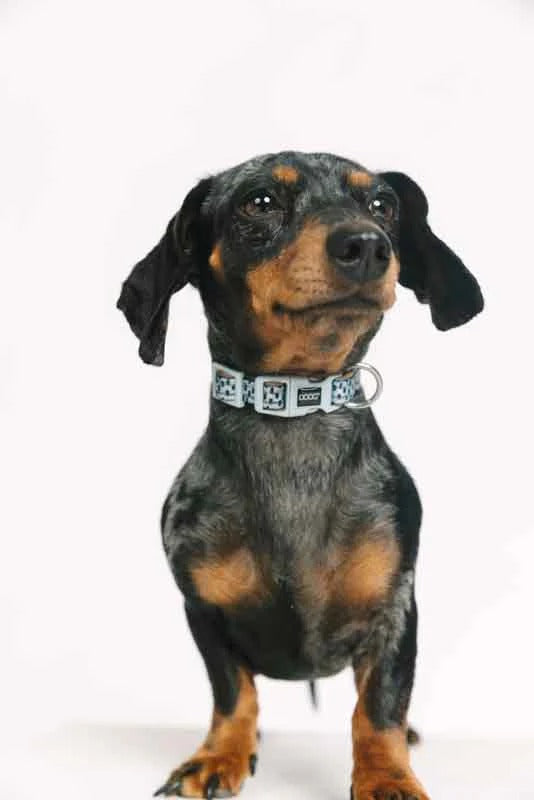 DOOG Neon Collar BEETHOVEN - Small
