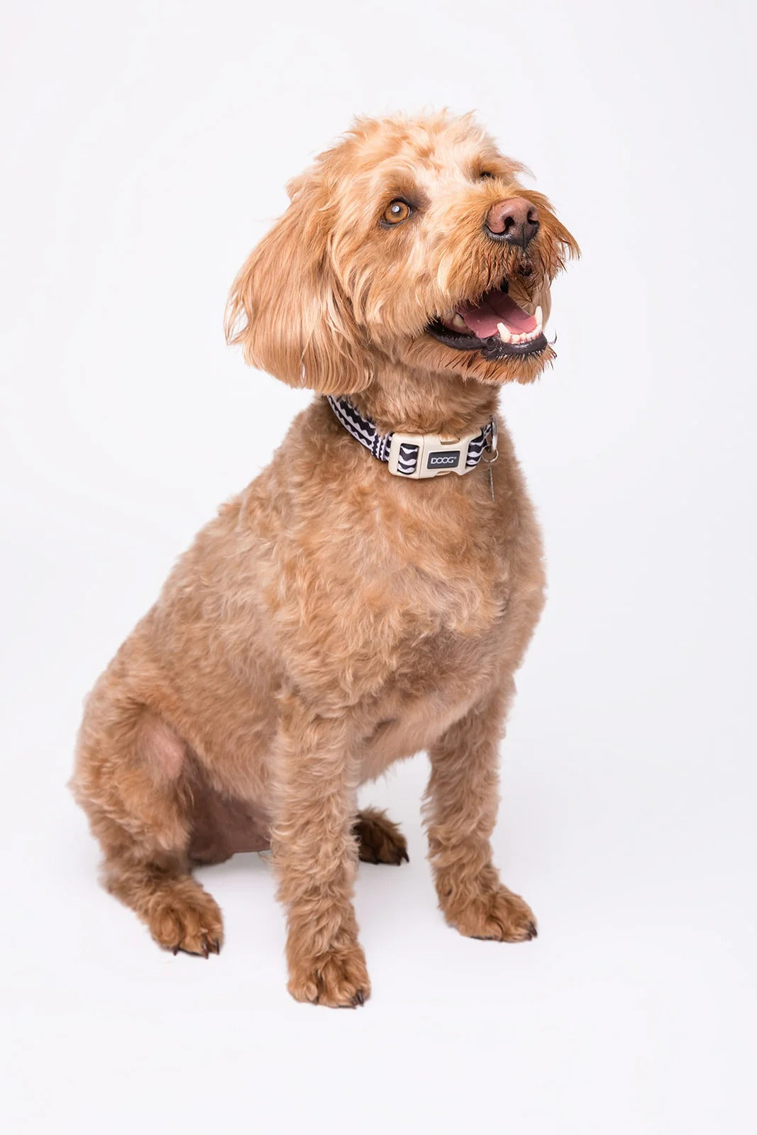 DOOG Neon Collar BOLT - Small
