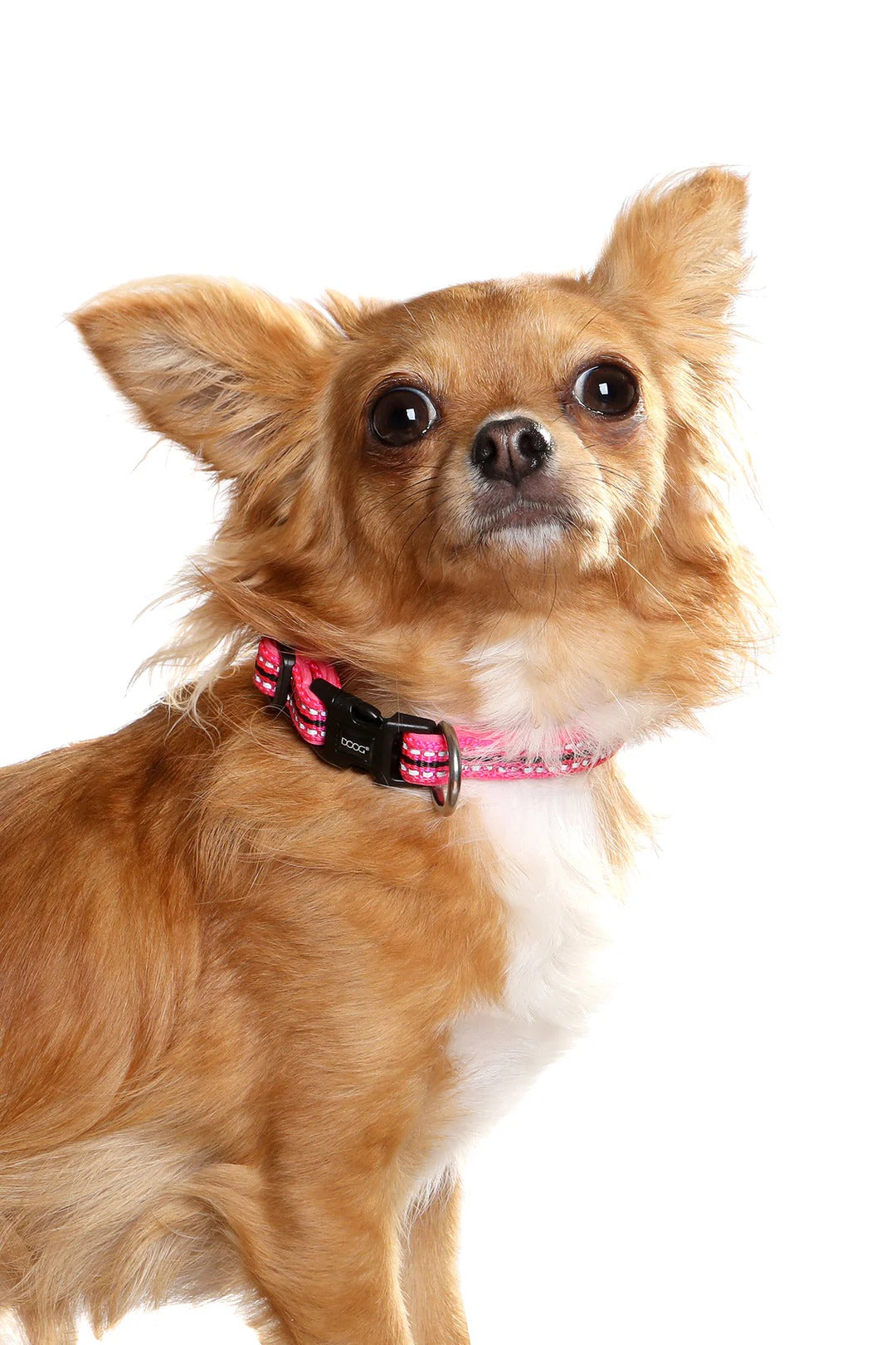 DOOG Neoprene Dog Collar BRUISER - Small