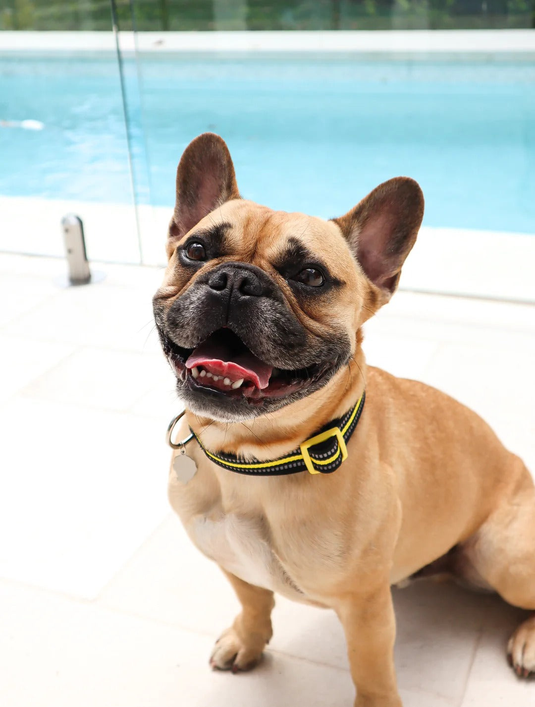 DOOG Neoprene Dog Collar DASH - Small