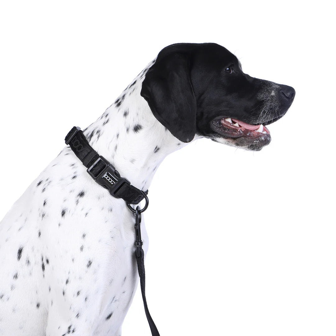 DOOG Neoprene Dog Collar LUNA - Small