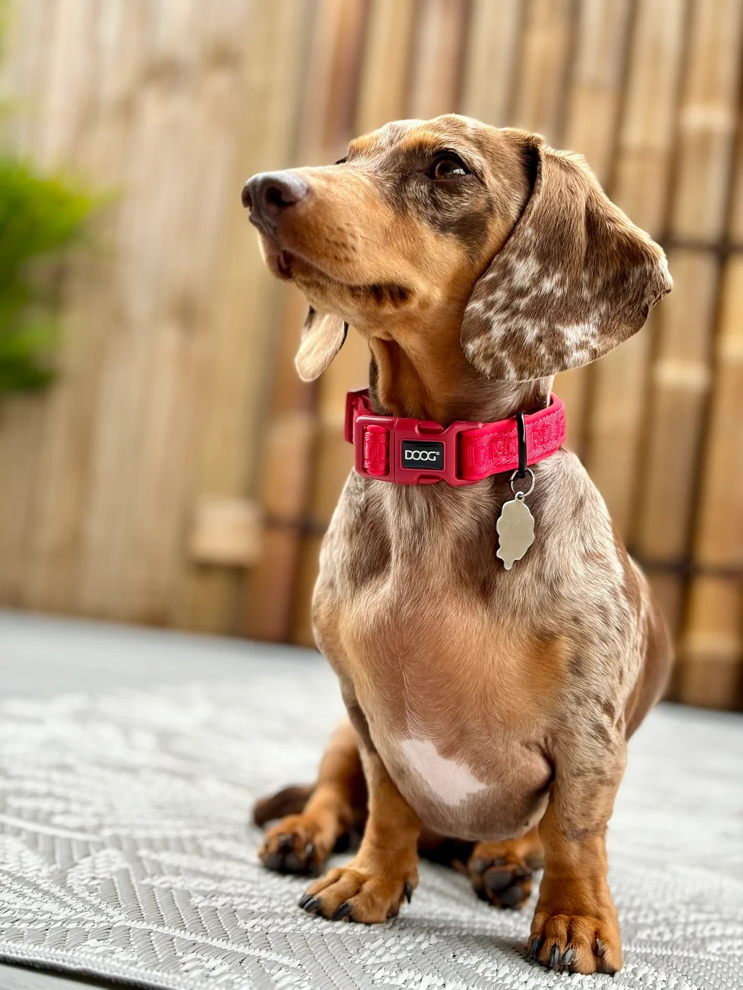 DOOG Neoprene Dog Collar SCOUT - Small