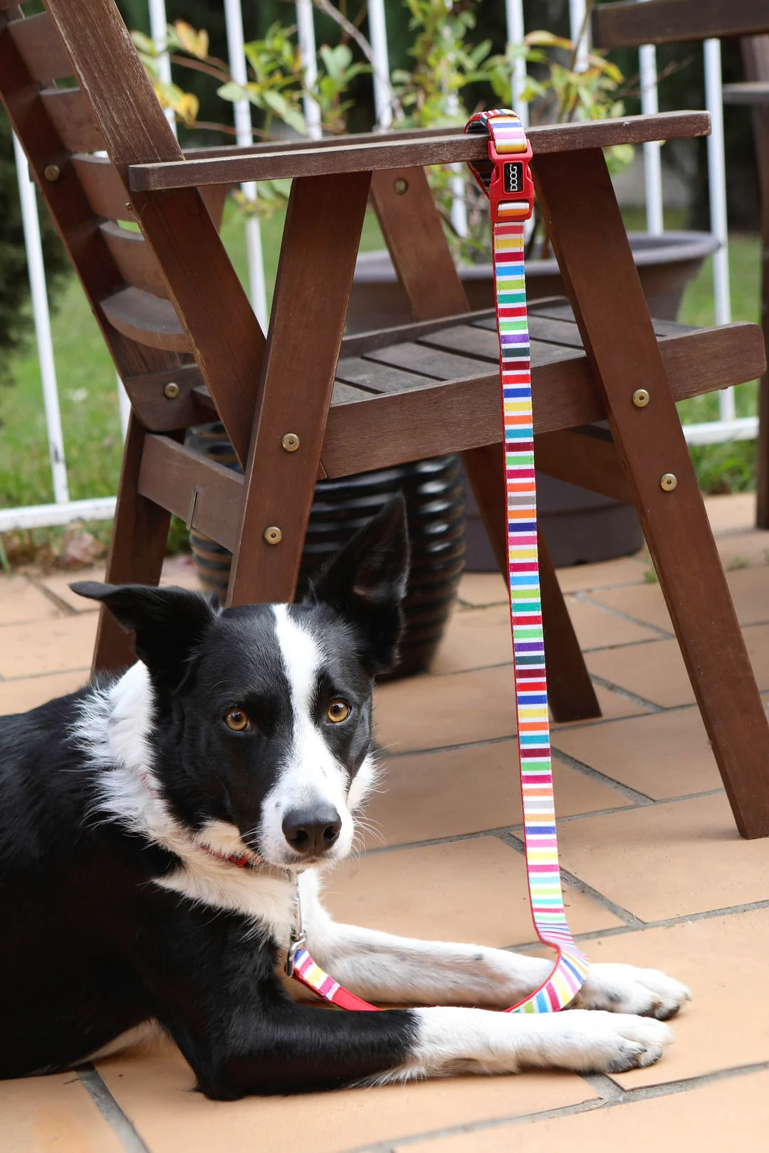DOOG Benji Clip-It Lead Extra Large