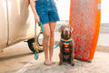 DOOG Neoprene Leash 'Clip It' DASH - Extra Large